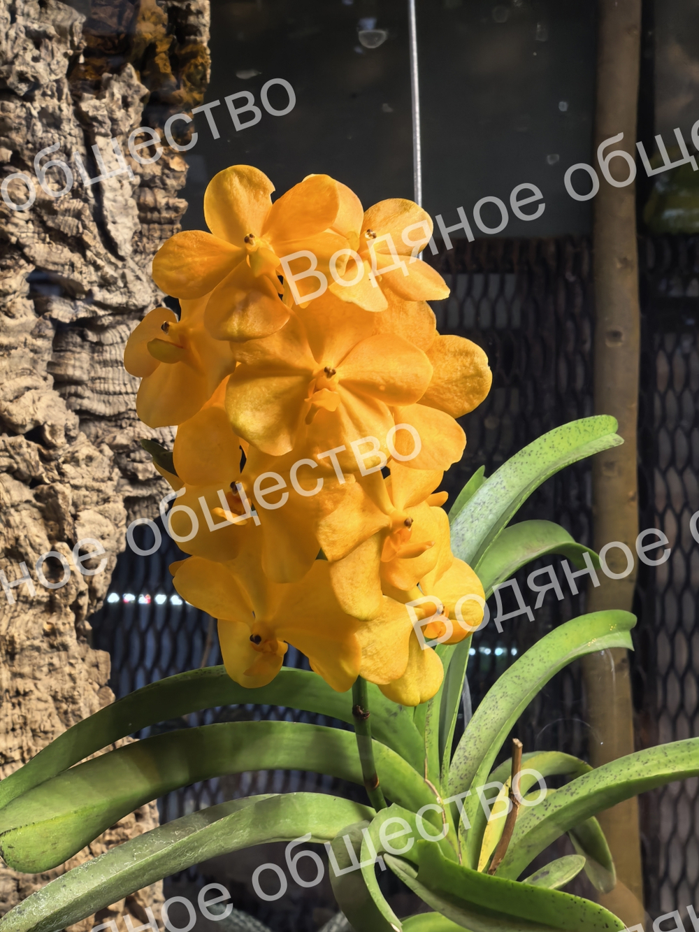 Орхидея рода Ванда (Vanda) 3