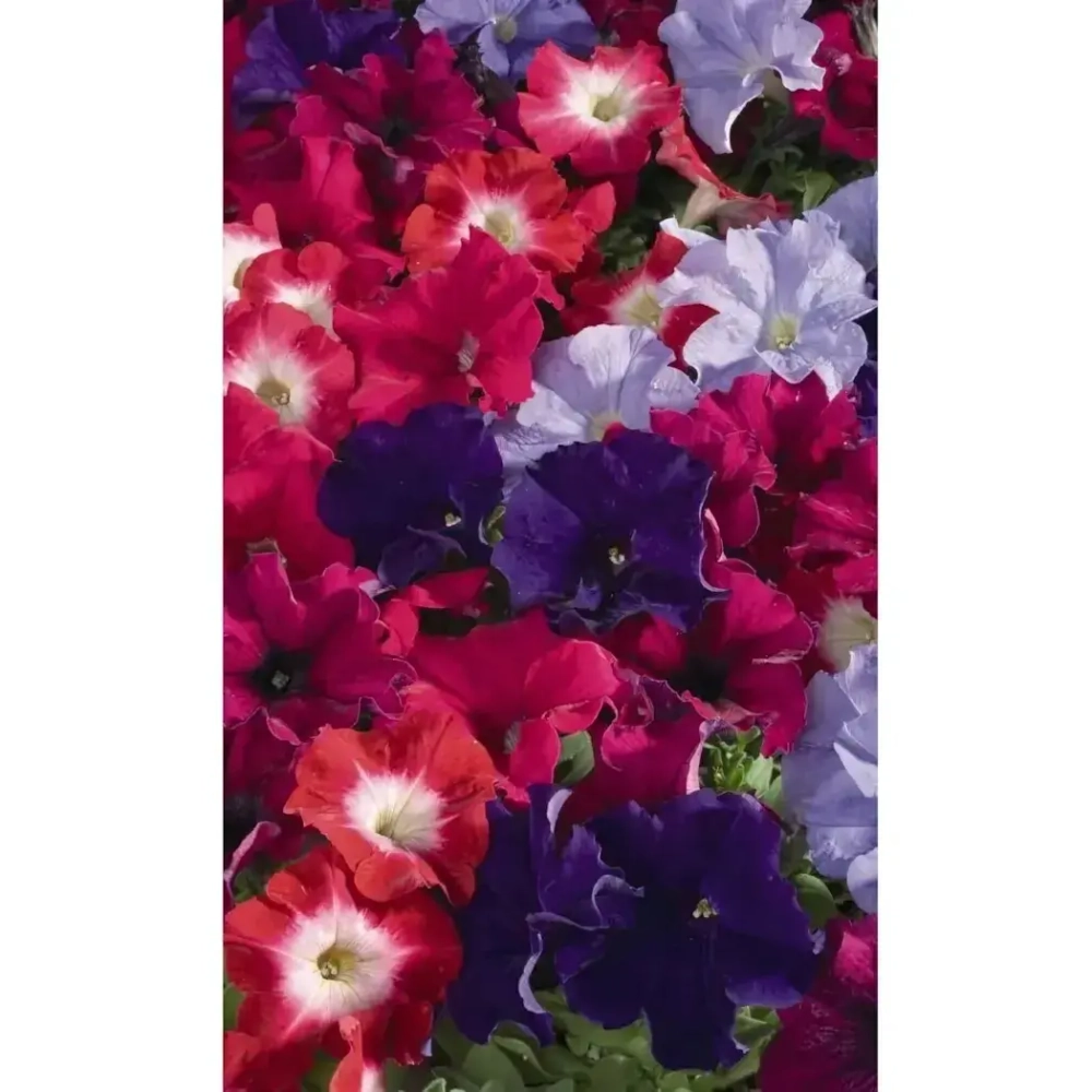 Семена Петуния многоцветковая Делюкс Беддинг 0,05гр (УД) Е/П