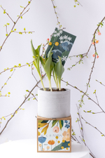 Первоцветы в бетонном кашпо с открыткой