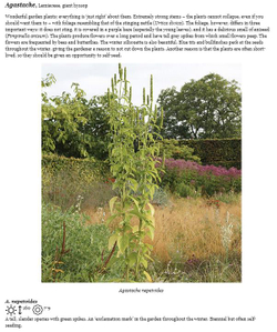 Planting the Natural Garden by Piet Oudolf and Henk Gerritsen