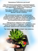 Молодило гигантское каменная роза многолетник