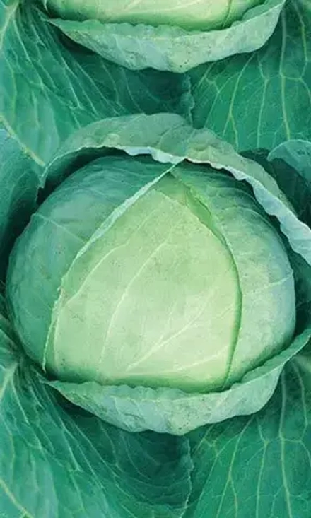 Капуста б/к Бронко F1 12шт УрДачник