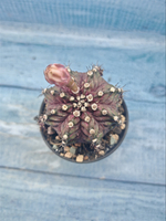 Gymnocalycium T-Rex Pink hybrid (Гимнокалициум T-rex)