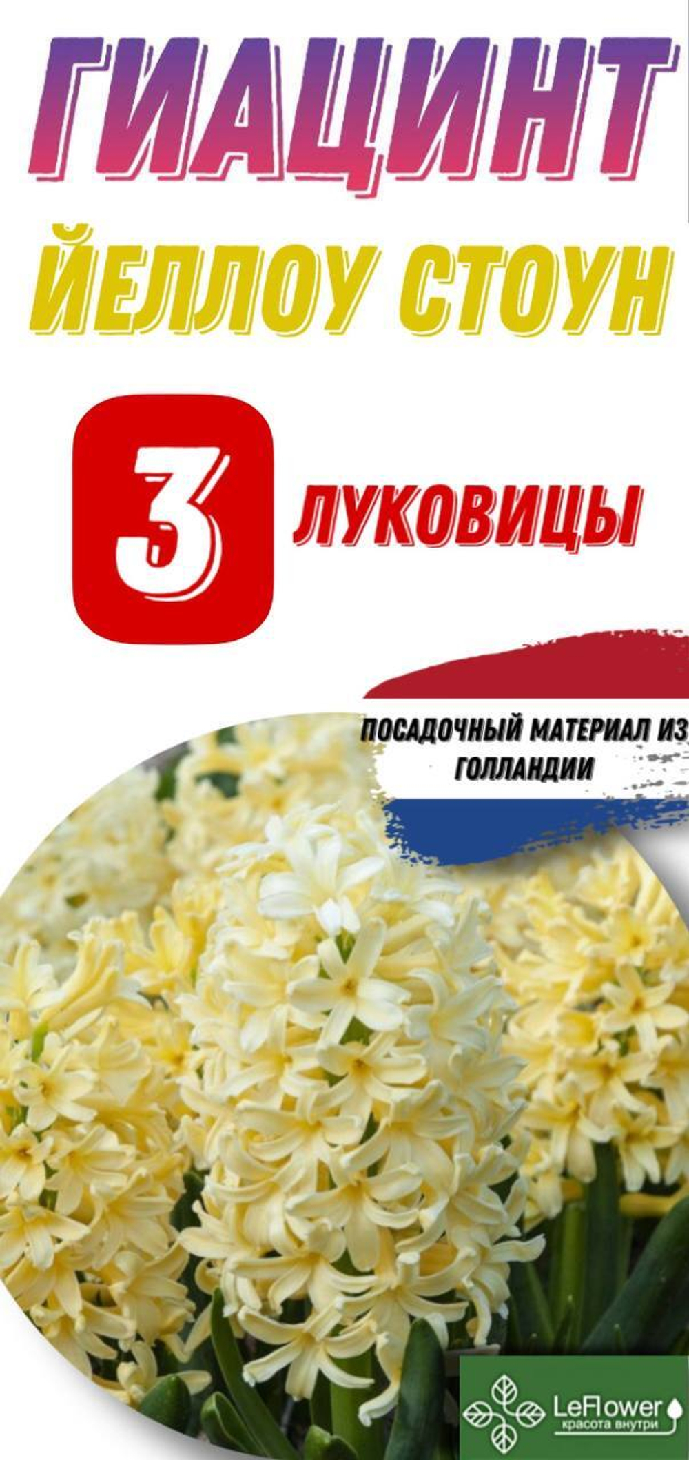 Гиацинт Луковицы,Еллоустоун, 3шт