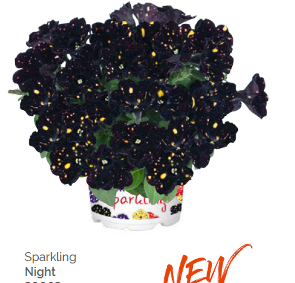 Новинка 2026! Петуния Sparkling Night укорененный черенок ОКС февраль 26 Dummen Orange