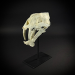 Megantereon на стойке