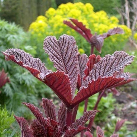 Роджерсия Саарбрюккен С2