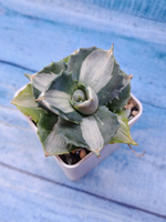 Agave Potatorum Variegata (Агава)