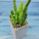 Monadenium Ellenbeckii (Монадениум)