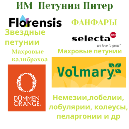 ЕВРО Укореннные черенки конец ноября  Volmary, Dummen Orange, Selecta,