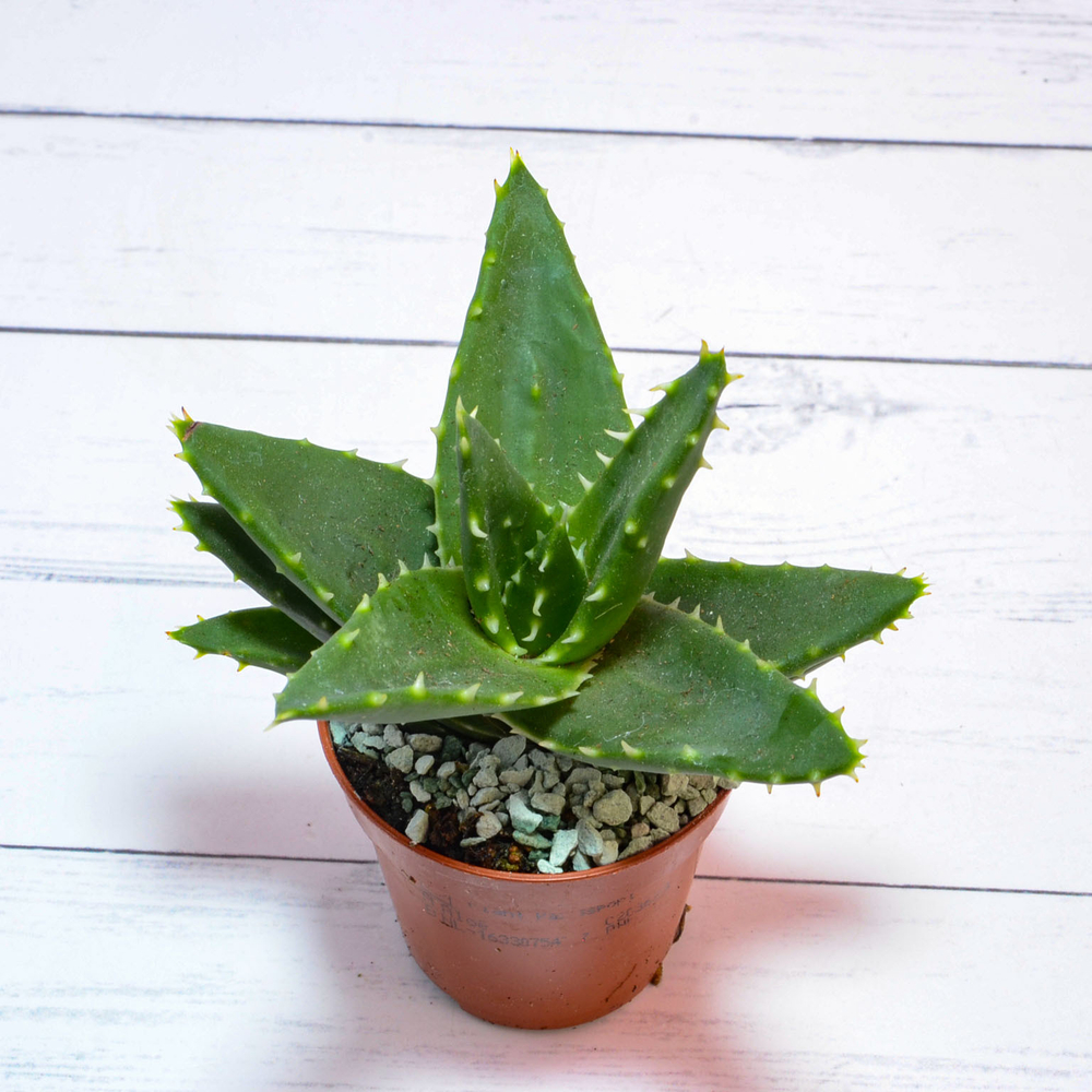 Aloe Brevifolia (Алоэ)