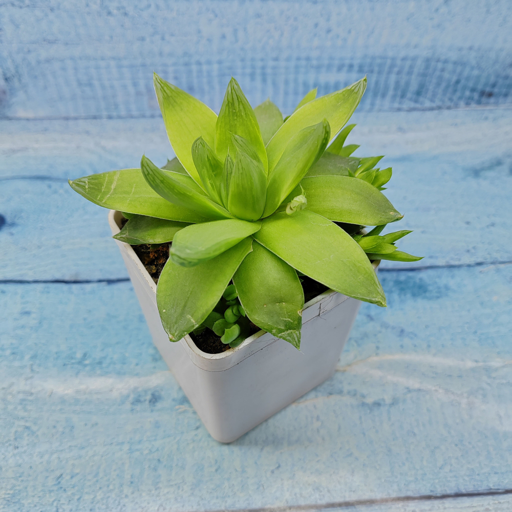 Haworthia Cymbiformis (Хавортия)