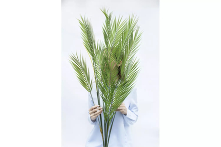 Куст Пальмы Арека 125см (11 веточек)