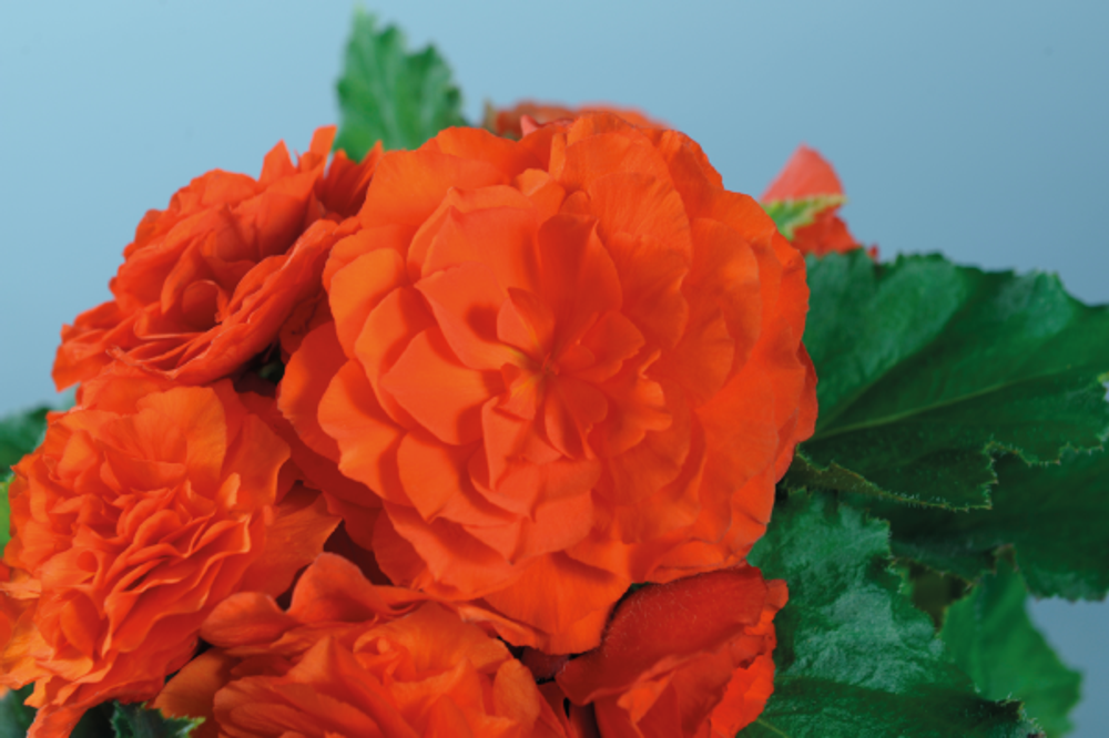 Бегония клубневая Нонстоп Оранж (50шт) Витагрин Профи