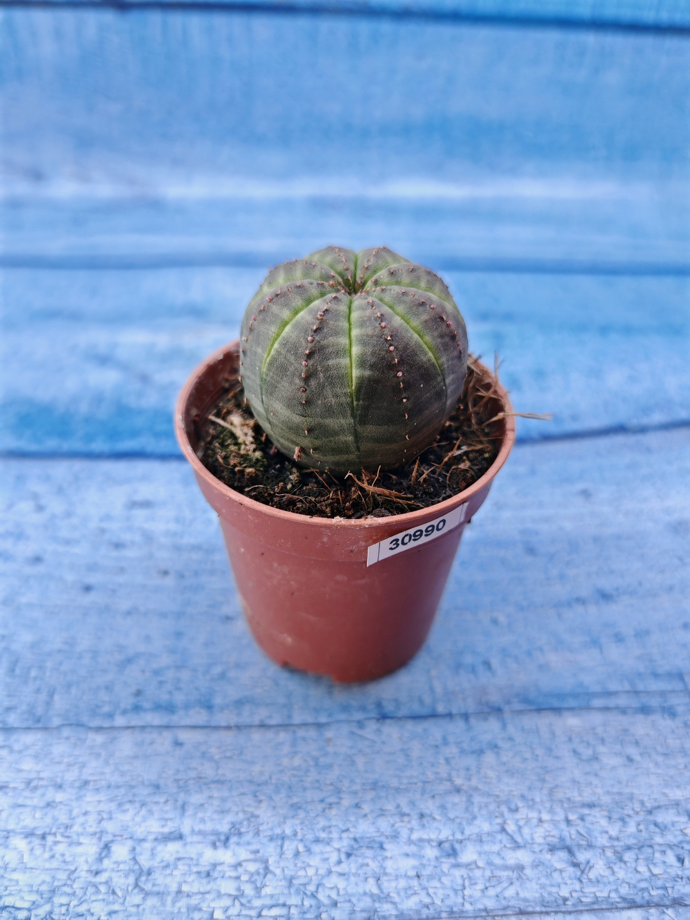 Euphorbia Obesa (Эуфорбия)