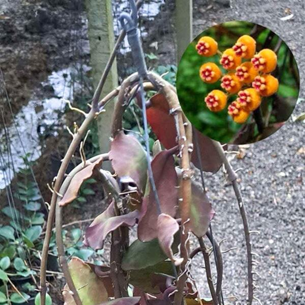 Хойя WAYMANIA BORNEO