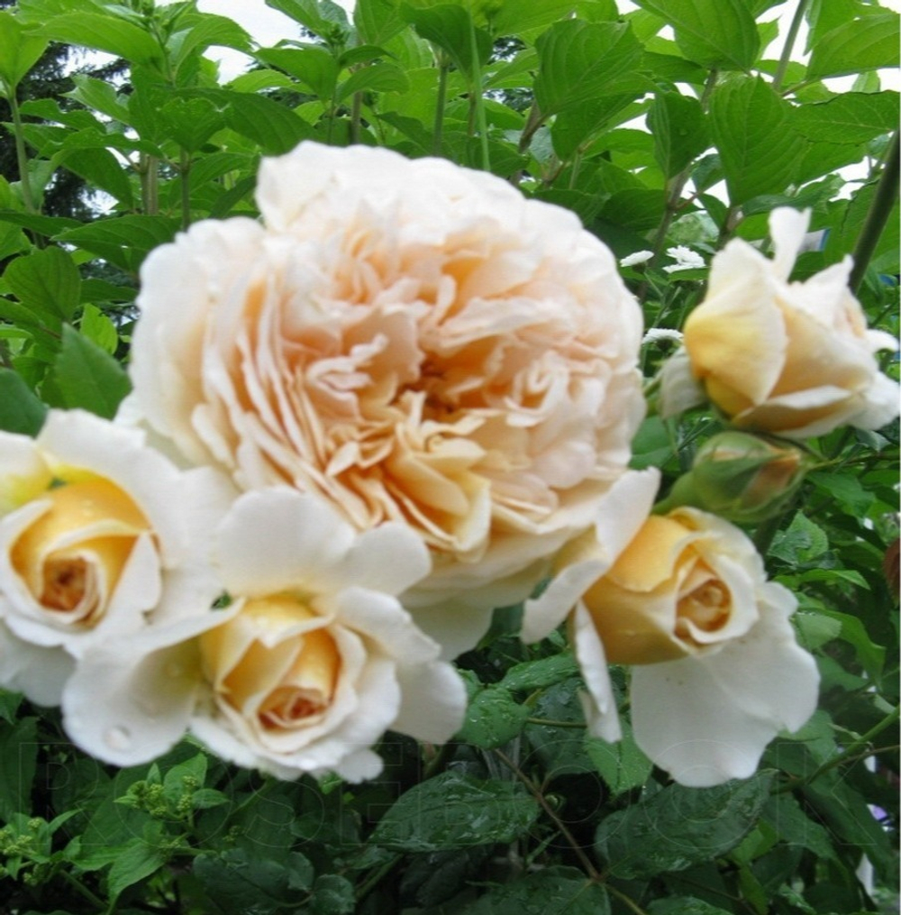 Роза чайно-гибридная "Casanova"