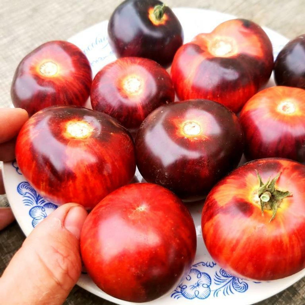 Помидоры Антоцианный Гном в Полоску - Antho Striped Dwarf Tomato
