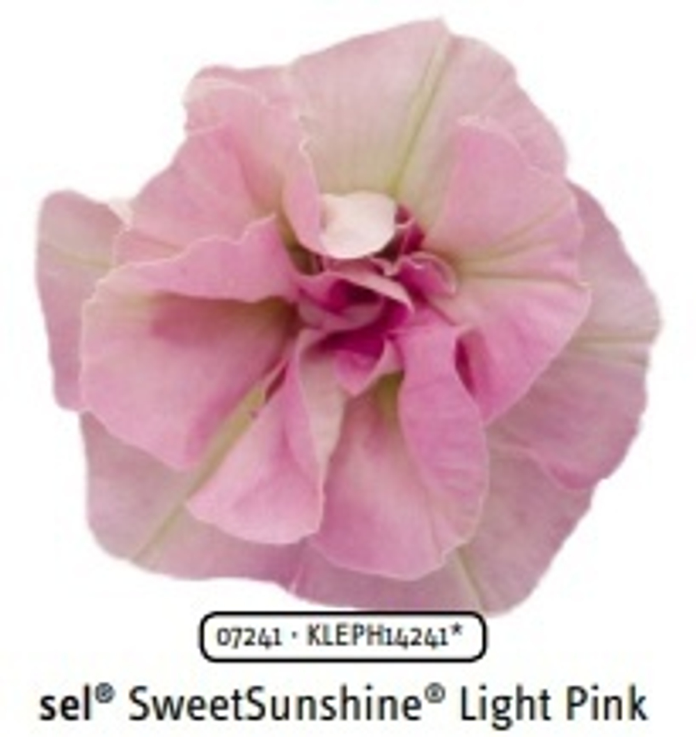 Петуния Sweetsunshine light pink ОКС укорененный черенок.1-10 марта