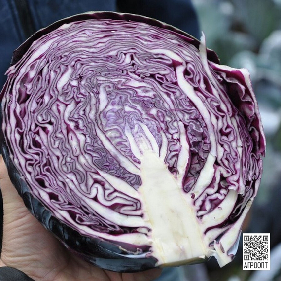 Редма F1 семена капусты краснокочанной (Rijk Zwaan / Райк Цваан) – фото 2