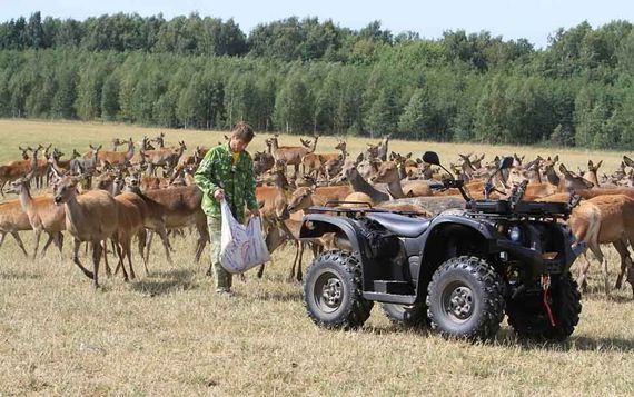 Квадроцикл BALTMOTORS Striker 700 EFI (ПСМ)