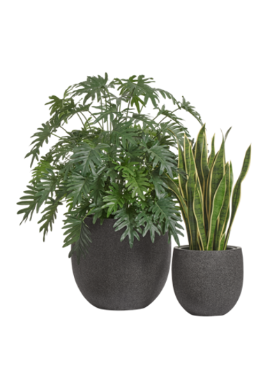 Композиция с Филодендроном и Сансевиерией в кашпо Treez Effectory Stone Чаша
