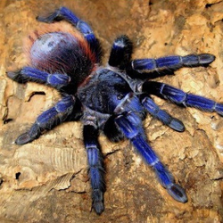 Паук-птицеед Pterinopelma sazimai (Птеринопельма сазимай)