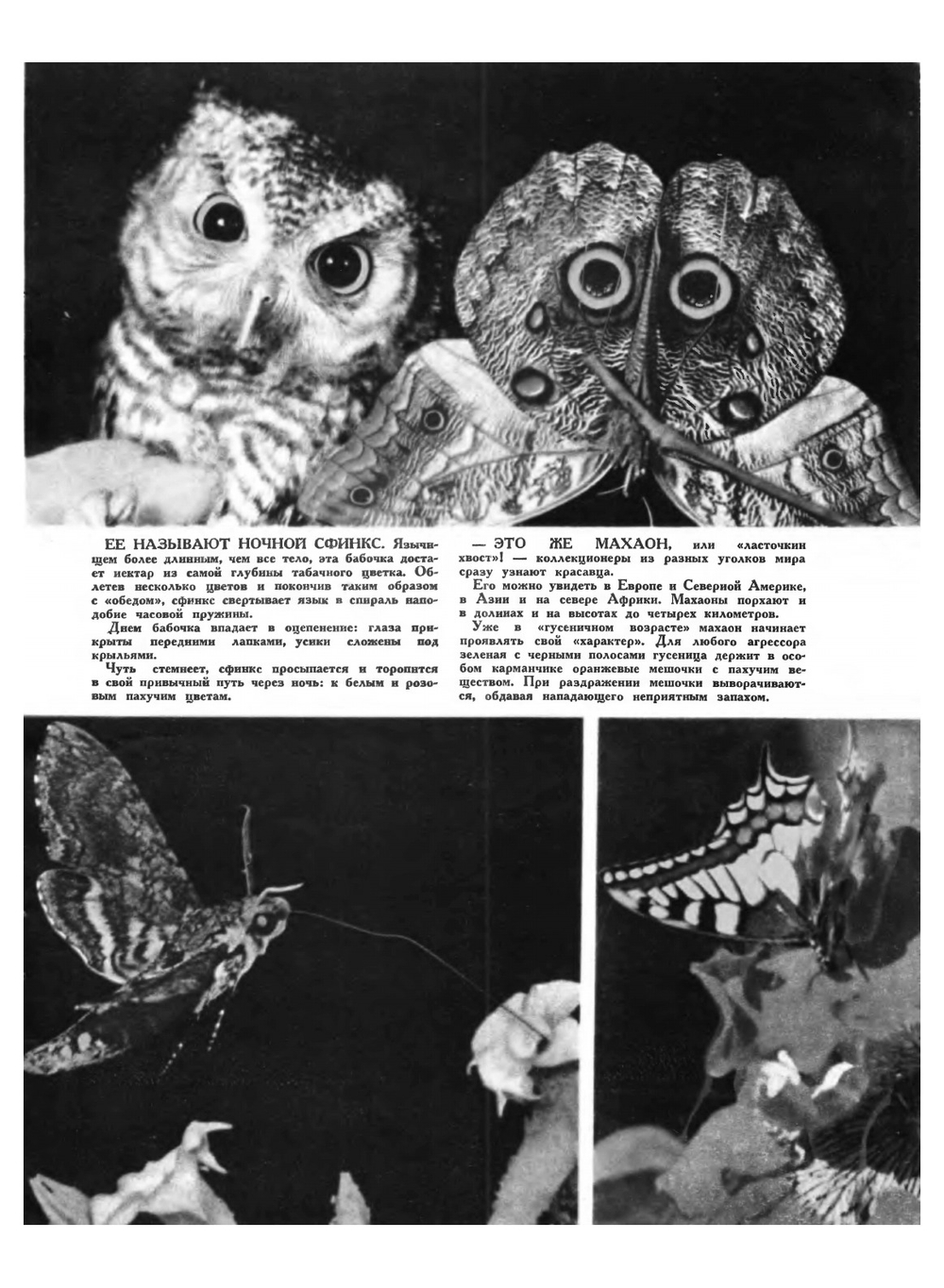 Журнал "Вокруг света". № 11, 1965 | Нет автора