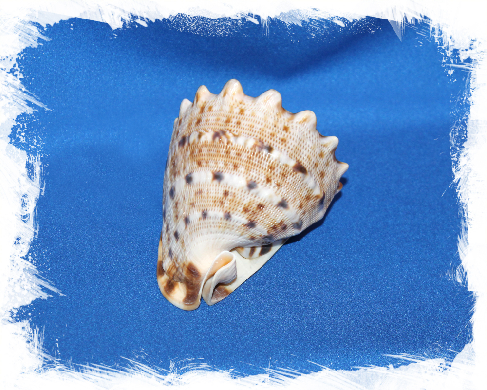 Кассис Корнута 9 - 11 см