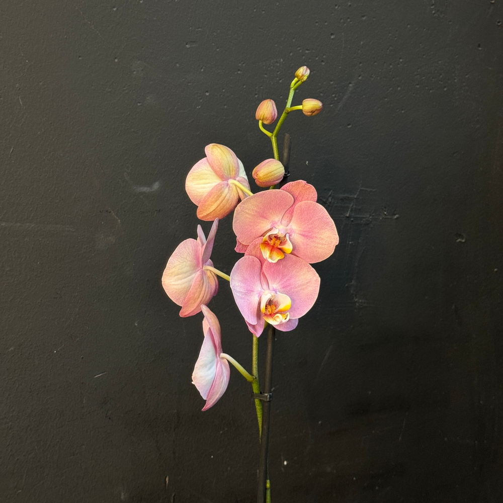 Орхидея одноствольная розовая