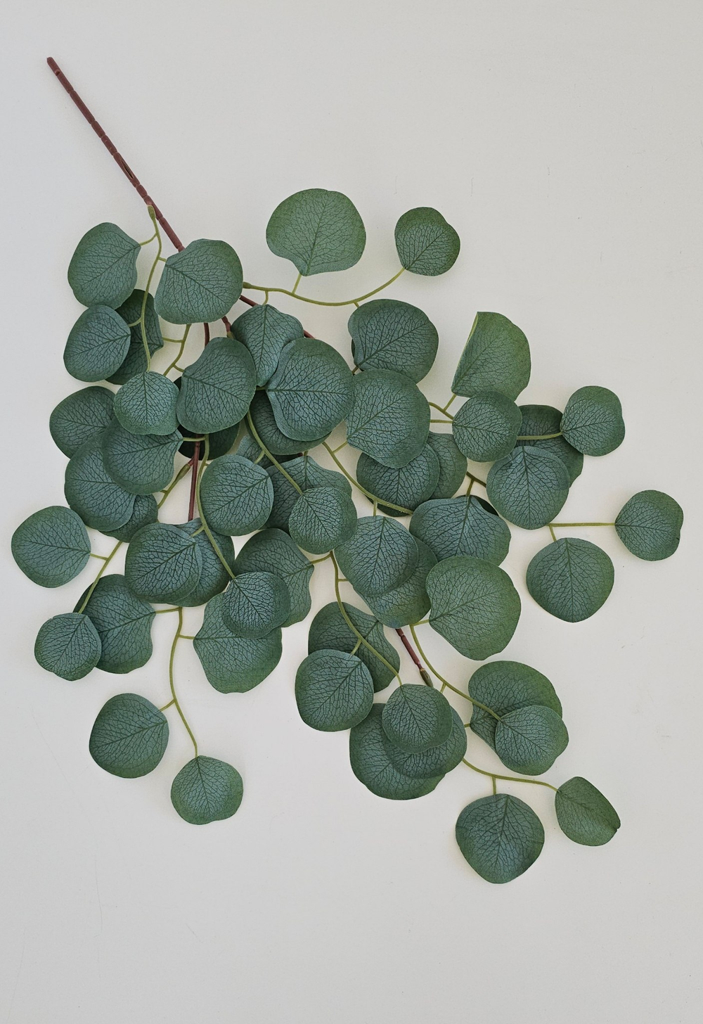 Эвкалипт темный / Арт 1057