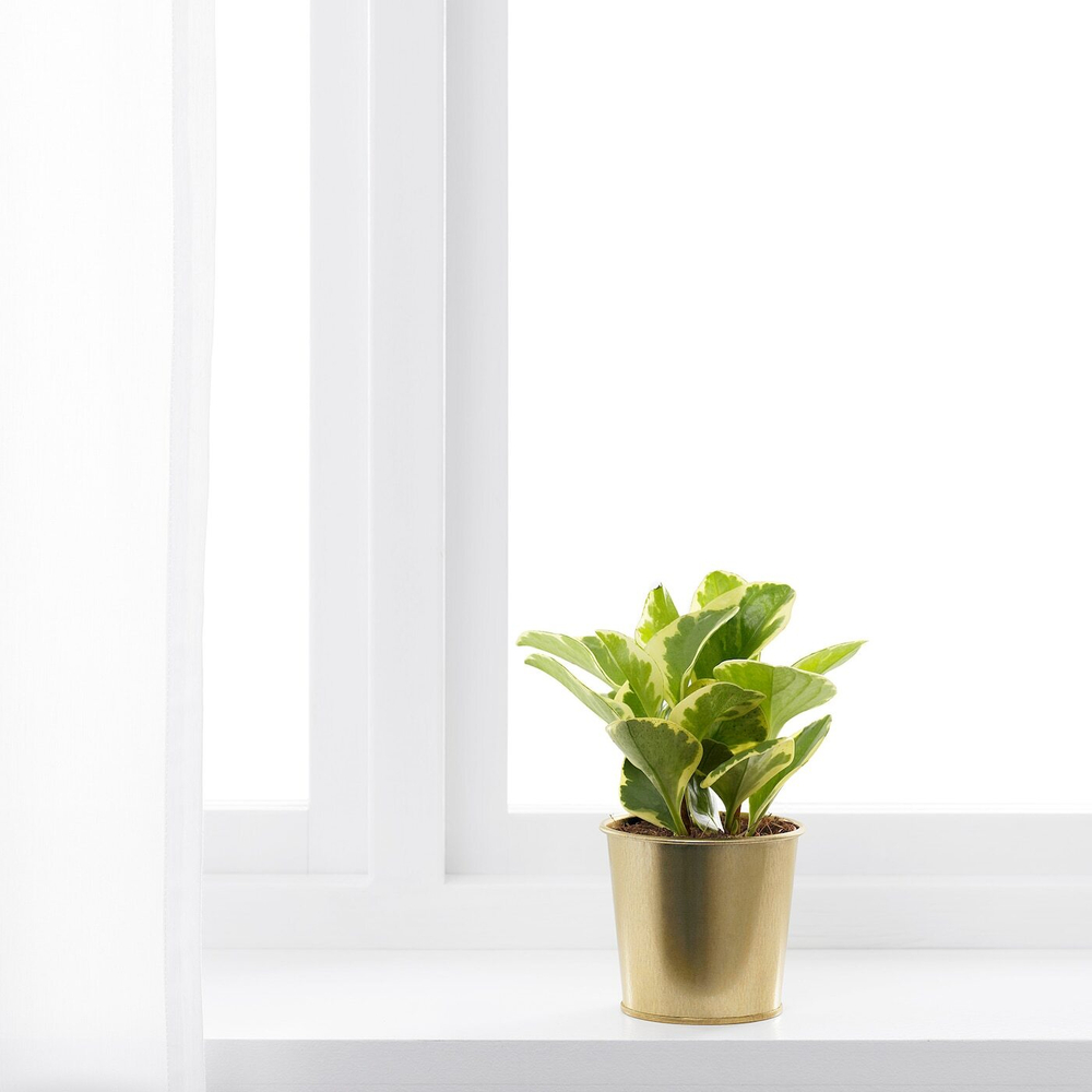 IKEA DAIDAI  (ИКЕА ДАИДАИ)  -  Подставка для посуды, цвет латуни, 9 см