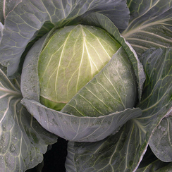 Менди F1 семена капусты белокочанной (Bejo / Бейо)