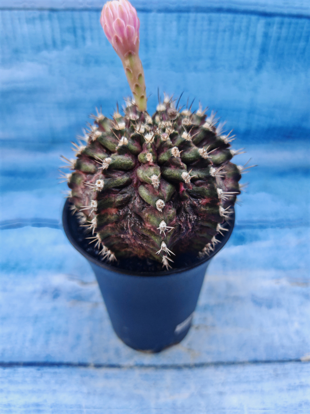 Gymnocalycium T-Rex Pink hybrid (Гимнокалициум T-rex)