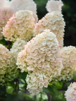 Гортензия метельчатая Шугар Раш
