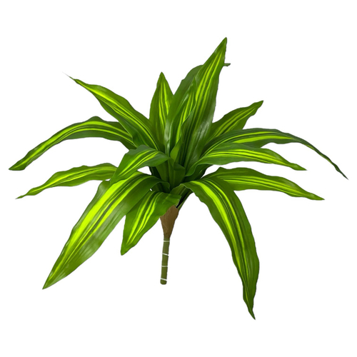 Драцена лайм куст малый