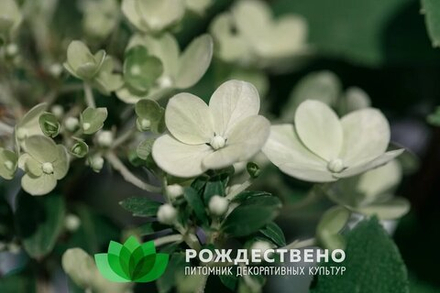 Гортензия метельчатая Бобо