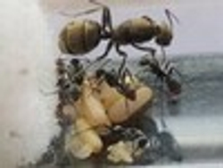 Вертикальная муравьиная ферма "Мята-Башня" с муравьями Camponotus parius