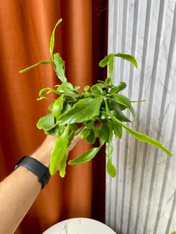 Рипсалис Криспата, D9см Н20см, 1шт, Urban Jungle