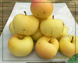 Яблоня Сауле