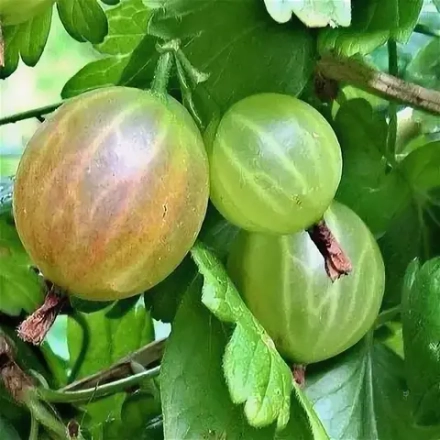 Крыжовник Родник (2-летний) ОКС