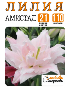 Лилия Луковица, Амистад, восточный гибрид, 1 шт