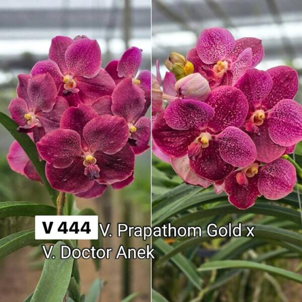 Ванда V PRAPATHOM GOLD X DR ANEK #444