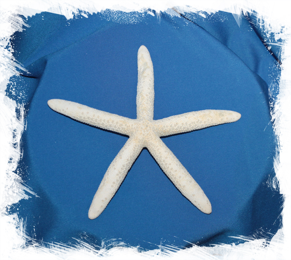 Морская звезда Фингер