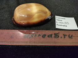 Ципрея Талпа