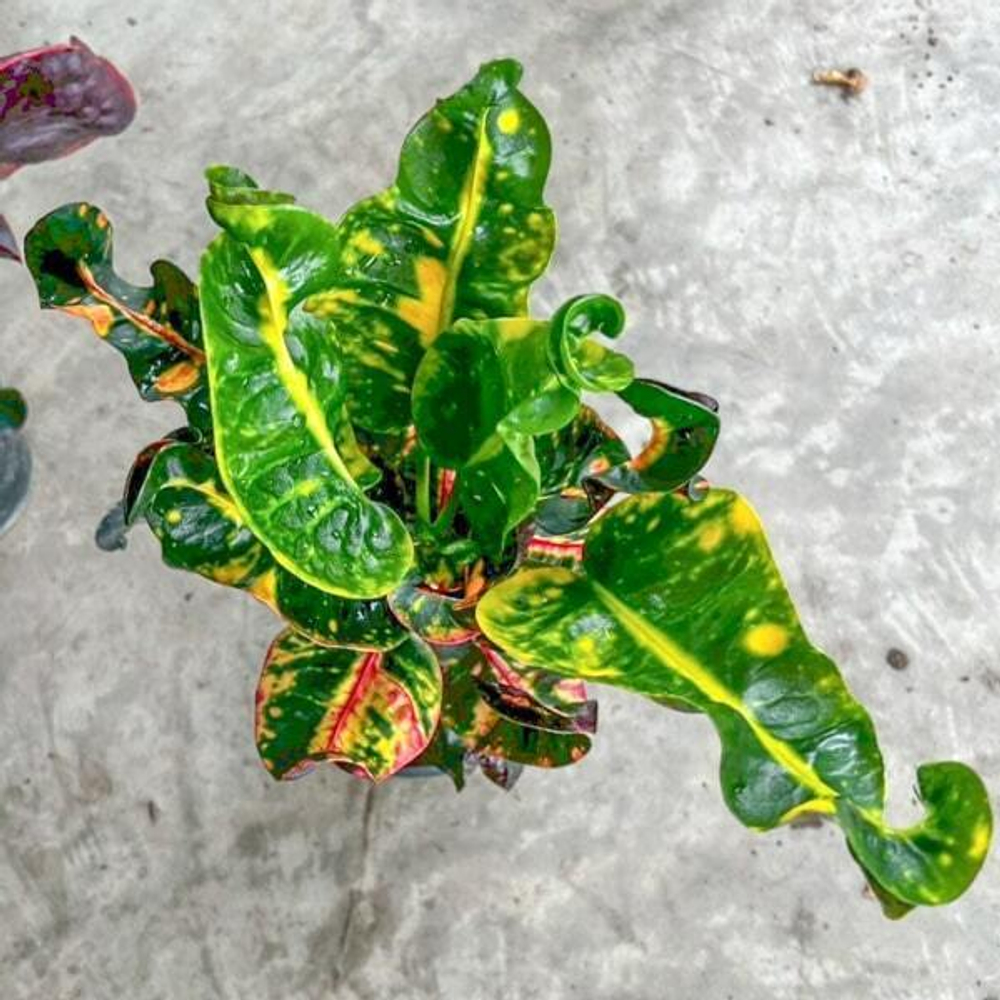 Кротон SEDTHEE HOR THONG