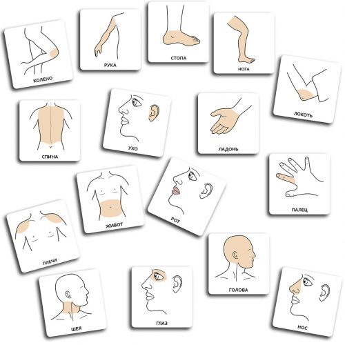 PECS карточки – Части тела
