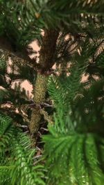 Ель искусственная «Эстер» (Литая хвоя) 150 см / 1,5 м