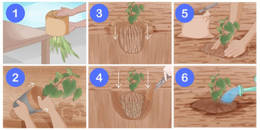 Посадка саженца с закрытой корневой системой: разрушаем мифы и действуем правильно