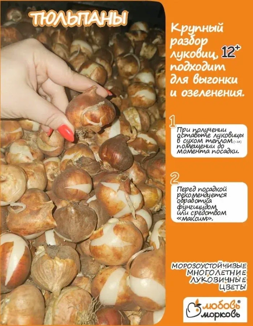 Тюльпан, Трезор, 3 шт, крупные